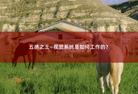 五感之王—视觉系统是如何工作的？揭秘五感之王—视觉系统的奥秘-掌中文学