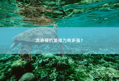 流浪猫的繁殖力有多强？-掌中文学