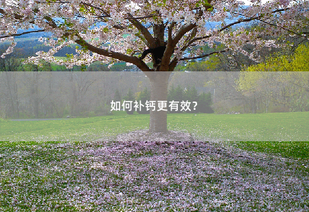 如何补钙更有效？-掌中文学