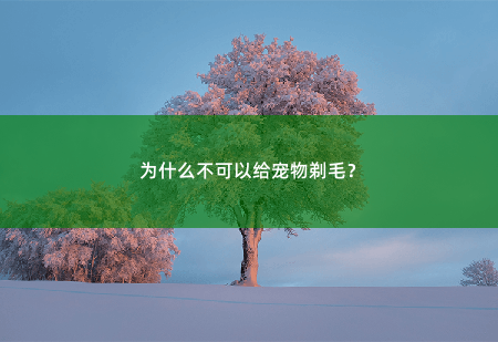 为什么不可以给宠物剃毛？-掌中文学